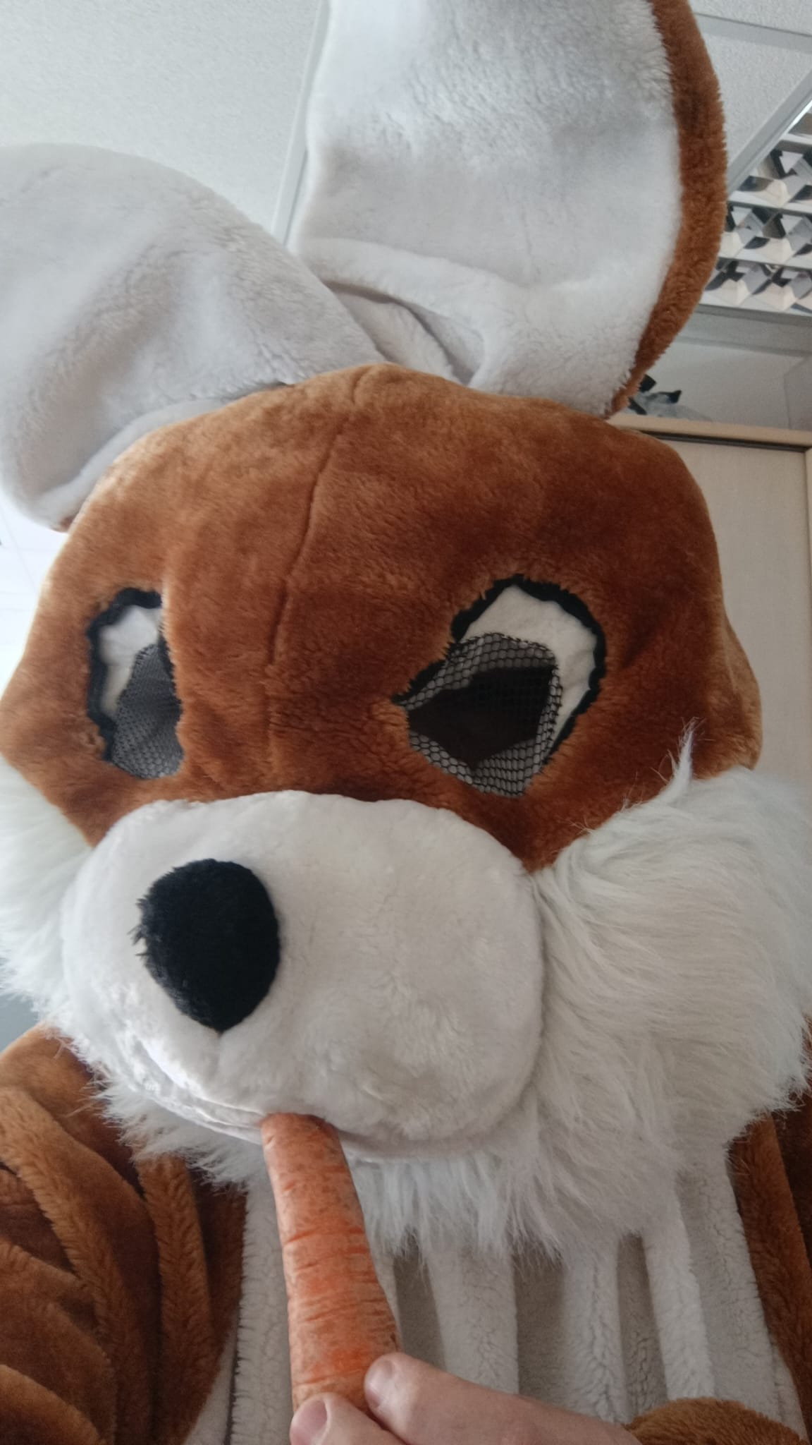 Maskottchen Bär